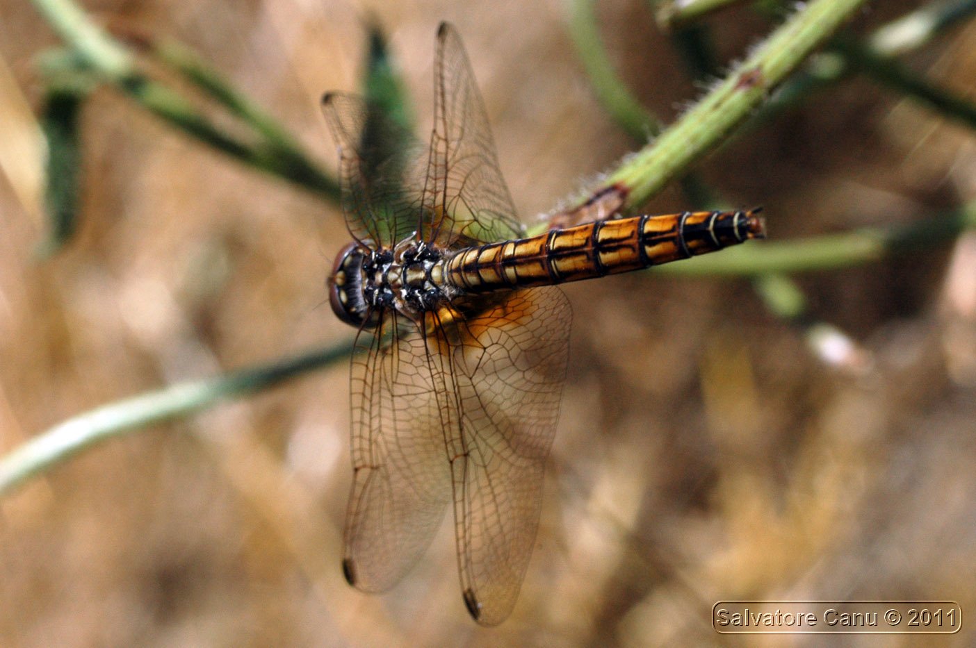 Trithemis annulata maschio e femmina